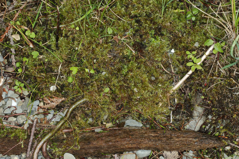 Campylium protensum